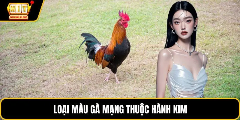 Loại màu gà mạng thuộc hành kim