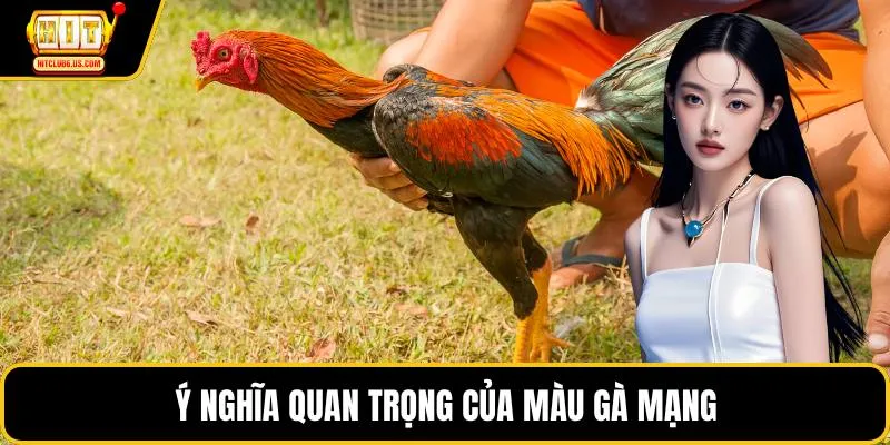 Ý nghĩa quan trọng của màu gà mạng